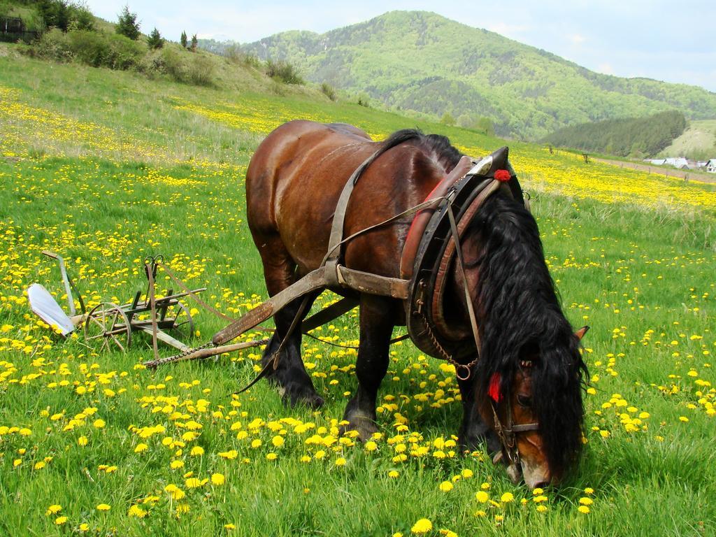 Čičmany Penzion Javorina מראה חיצוני תמונה
